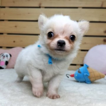 チワワ(ロング)【長野県・男の子・2025年6月27日・クリーム】の写真「小柄で可愛い男の子です☺️両親遺伝子クリア✨」