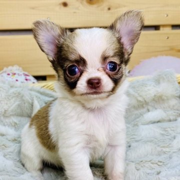 チワワ(ロング)【長野県・女の子・2025年9月23日・ホワイトチョコタン】の写真「小柄でかわいい女の子☺️両親遺伝子クリア✨️」