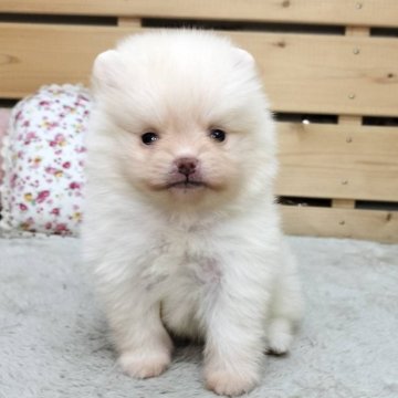ポメラニアン【長野県・男の子・2025年9月29日・クリーム】の写真「愛らしいお顔のかわいい男の子☺️」