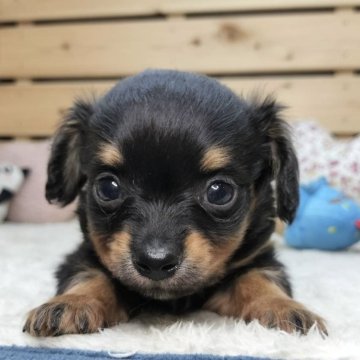 チワックス(チワワ×ダックスフンド)【長野県・男の子・2025年4月23日・ブラックタン】の写真「小柄で可愛い男の子です☺️両親遺伝クリア✨」