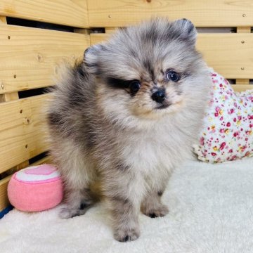 ポメラニアン【長野県・男の子・2025年7月3日・ブルーマール】の写真「希少カラーの可愛い男の子です☺️」