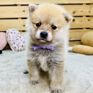 【長野県・男の子・2025年10月12日・赤】の写真「かわいいお顔のポメ柴くん☺️」