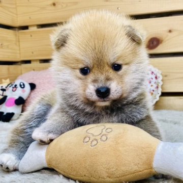 【長野県・男の子・2025年10月12日・赤】の写真「モフモフなポメ柴くん☺️」