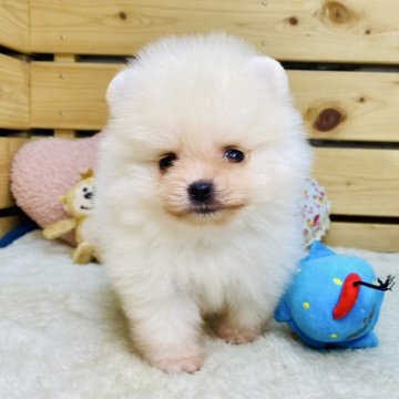 ポメラニアン【長野県・男の子・2025年7月20日・クリーム】の写真「ふわふわでかわいい男の子です☺️両親遺伝子クリア✨」