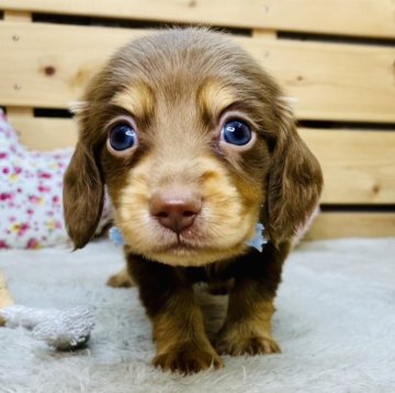 カニンヘンダックスフンド(ロング)【長野県・男の子・2025年9月21日・チョコレートタン】の写真「まん丸お目目のかわいい男の子☺️」