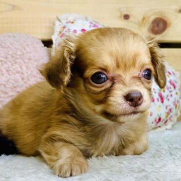 チワックス(チワワ×ダックスフンド)【長野県・女の子・2025年7月7日・レッド】の写真「人懐こい可愛い女の子です☺️」