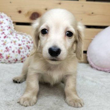 カニンヘンダックスフンド(ロング)【長野県・男の子・2025年8月12日・イエロー】の写真「マイペースなかわいい男の子😊両親遺伝子クリア✨」