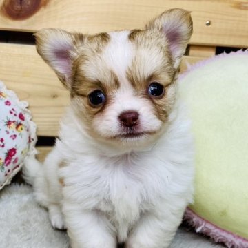 チワワ(ロング)【長野県・男の子・2025年9月23日・ホワイトチョコタン】の写真「優しいお顔の男の子☺️両親遺伝子クリア✨️」