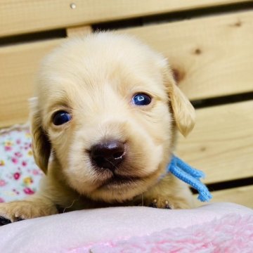 カニンヘンダックスフンド(ロング)【長野県・男の子・2025年4月29日・イエロー】の写真「甘えん坊で可愛い男の子です☺️両親遺伝クリア✨」