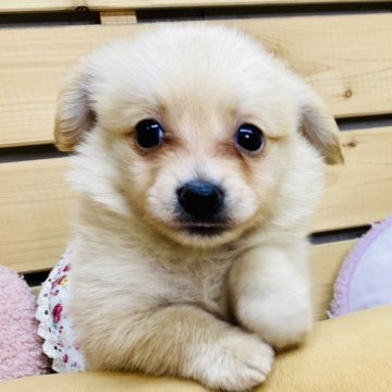 【長野県・男の子・2025年8月25日・クリーム】の写真「おっとりな性格の男の子です☺️」