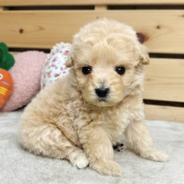 マルプー(トイプードル×マルチーズ)【長野県・男の子・2025年8月5日・アプリコット】の写真「小柄な可愛い男の子😊」