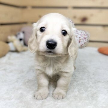 カニンヘンダックスフンド(ロング)【長野県・女の子・2025年3月27日・イエロー】の写真「綺麗なカラーの可愛い女の子です☺️両親遺伝子クリア」