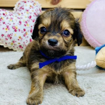 チワックス(チワワ×ダックスフンド)【長野県・男の子・2025年10月14日・レッド】の写真「11/22わんにゃんセール🐶✨️」