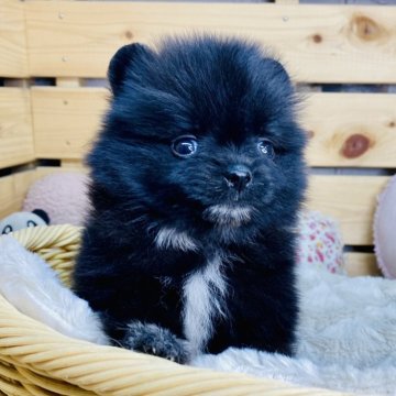 ポメラニアン【長野県・男の子・2025年6月19日・パーティ】の写真「人懐こい可愛い男の子です☺️」