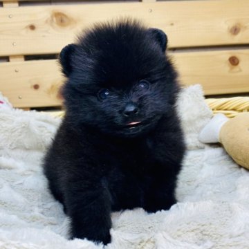 ポメラニアン【長野県・男の子・2025年10月5日・ブラック】の写真「11/22わんにゃんセール🐶✨️」