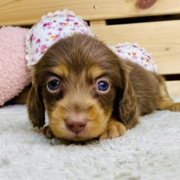 カニンヘンダックスフンド(ロング)【長野県・男の子・2025年9月21日・チョコレートタン】の写真「寝るの大好きなかわいい男の子☺️」