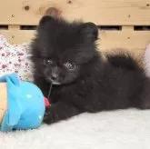 ポメラニアン