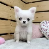 チワワ(ロング)