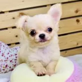 チワワ(ロング)