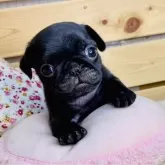 パグ