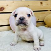フレンチブルドッグ