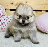 ポメラニアン【長野県・女の子・2025年9月28日・オレンジ】の写真1