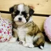 ミックス(チワワ×シーズー)【長野県・女の子・2025年10月14日・ホワイト&ブラウン】の写真1