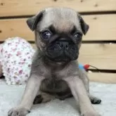 パグ