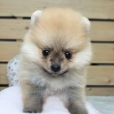 ポメラニアン