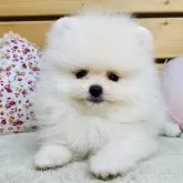 ポメラニアン