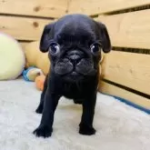 パグ