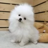 ポメラニアン