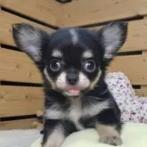 チワワ(ロング)【長野県・男の子・2026年2月17日・ブラックタン&ホワイト】の写真1