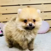 ポメラニアン