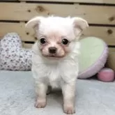 チワワ(ロング)