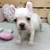 フレンチブルドッグ