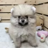ポメラニアン