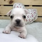 フレンチブルドッグ