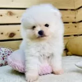 ポメラニアン