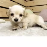 チワックス(チワワ×ダックスフンド)【長野県・男の子・2025年2月18日・クリーム】の写真1