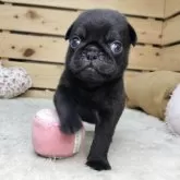パグ