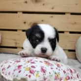 チワマル(チワワ×マルチーズ)【長野県・男の子・2025年12月9日・ホワイト・ブラックタン】の写真2