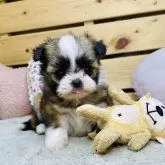 ミックス(チワワ×シーズー)【長野県・女の子・2025年10月14日・ホワイト&ブラウン】の写真3