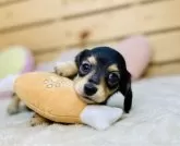 カニンヘンダックスフンド(ロング)【長野県・男の子・2024年12月16日・ブラックイエロー】の写真5