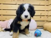 バーニーズ・マウンテン・ドッグ【長野県・女の子・2025年7月1日・ブラックラスト&ホワイト】の写真2