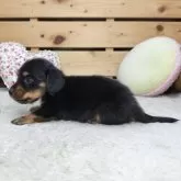 カニンヘンダックスフンド(ロング)【長野県・男の子・2025年11月8日・ブラックタン】の写真6