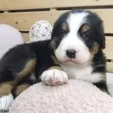 バーニーズ・マウンテン・ドッグ【長野県・女の子・2025年3月16日・ブラックラスト&ホワイト】の写真6