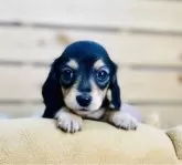 カニンヘンダックスフンド(ロング)【長野県・男の子・2024年12月16日・ブラックイエロー】の写真6