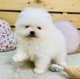 ポメラニアン【長野県・男の子・2025年10月14日・クリーム】の写真6