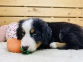 バーニーズ・マウンテン・ドッグ【長野県・女の子・2025年7月1日・ブラックラスト&ホワイト】の写真6